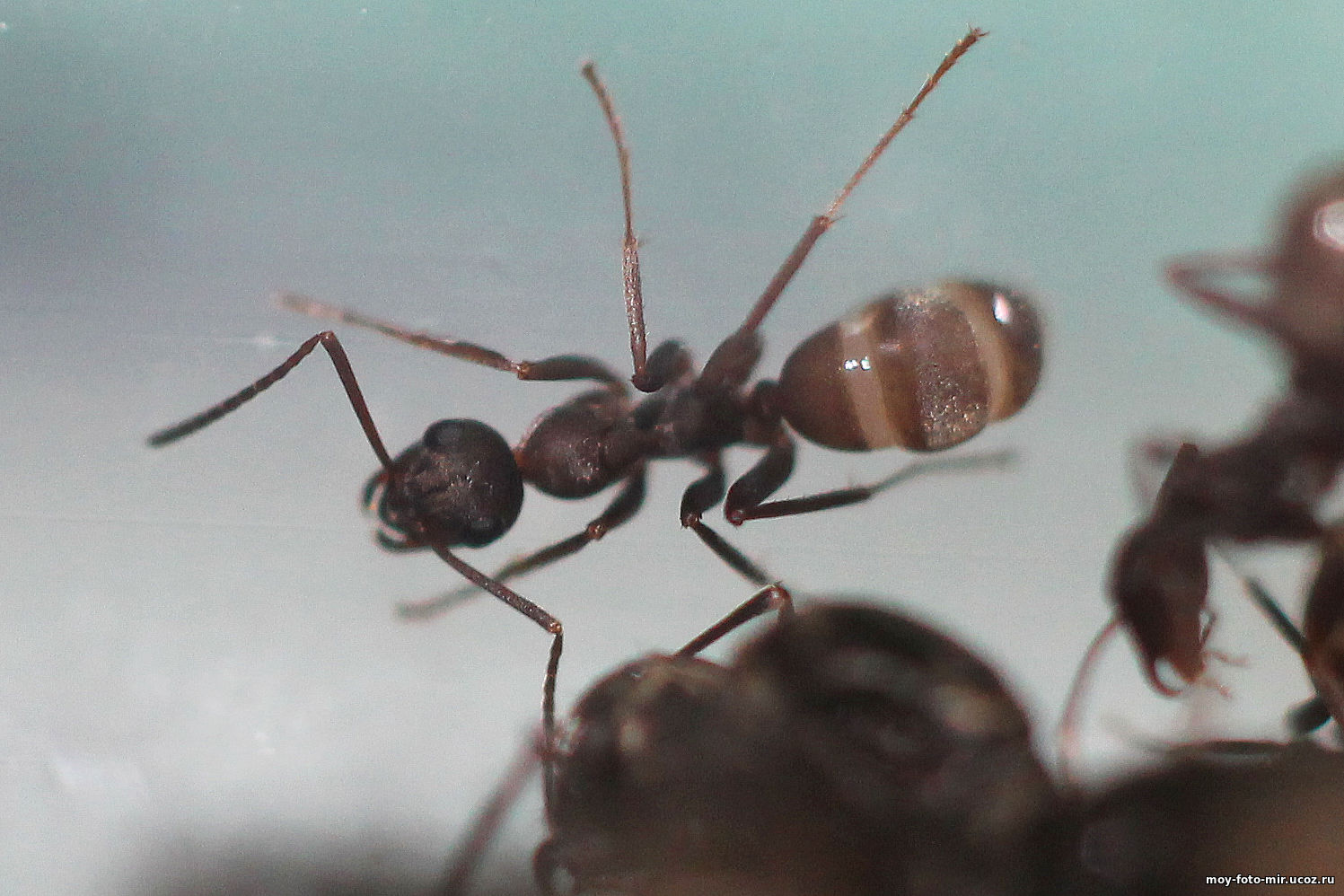 Рабочий муравей formica fusca