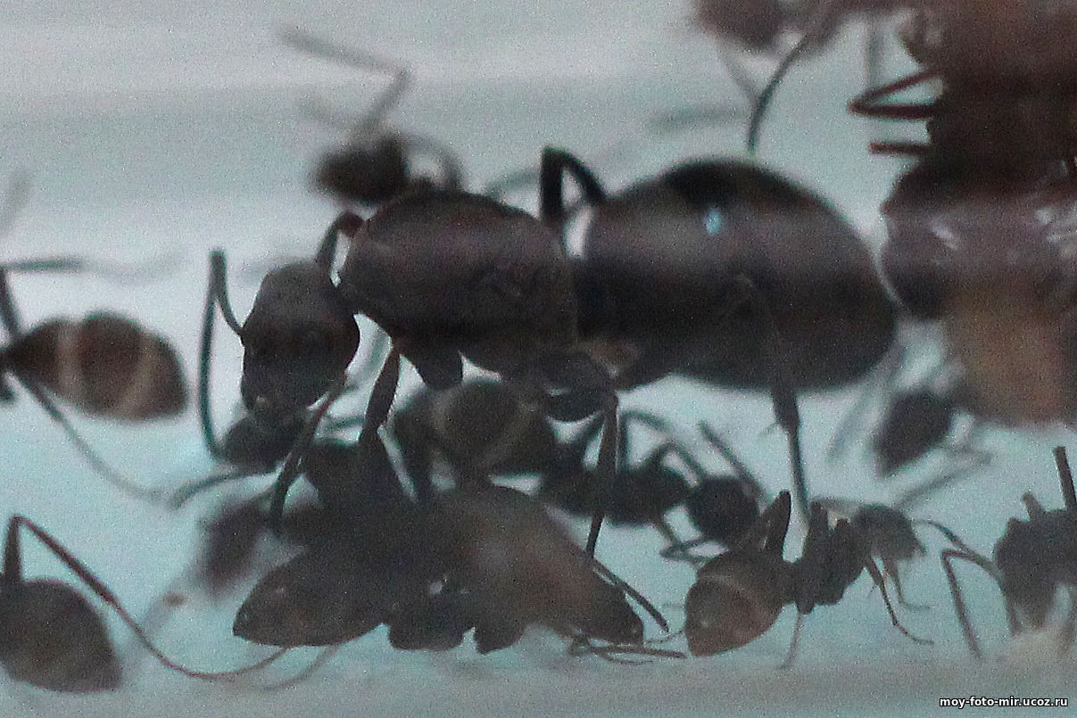 Матка formica fusca