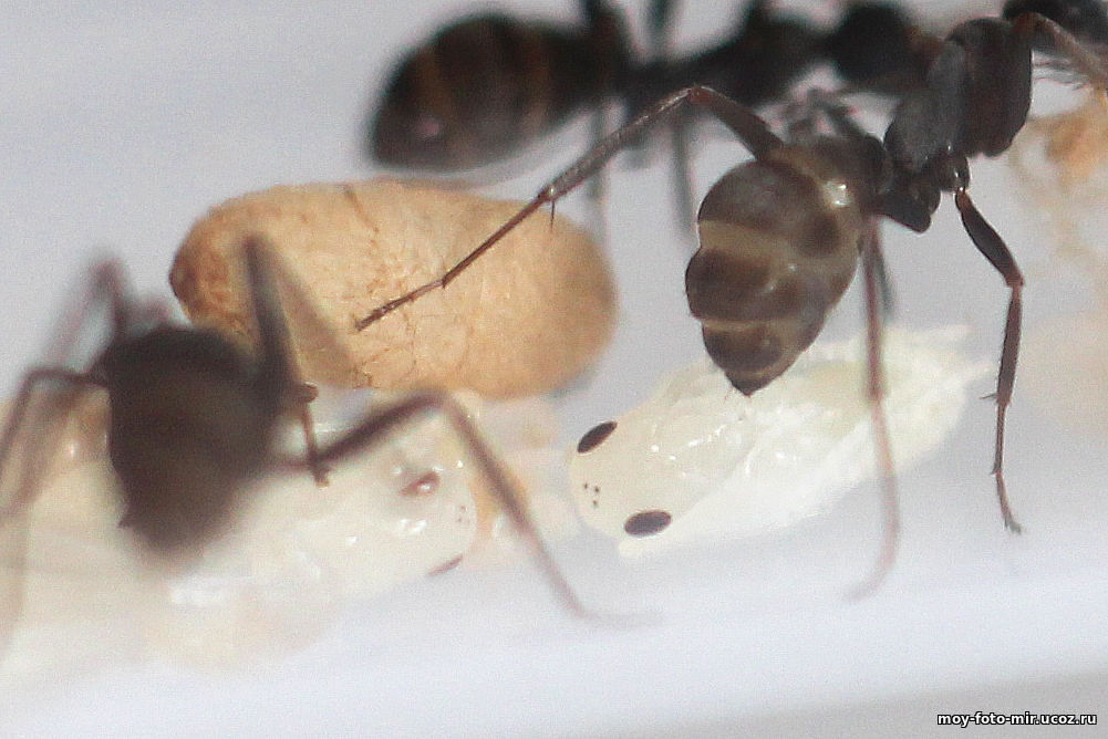 Куколки муравьёв