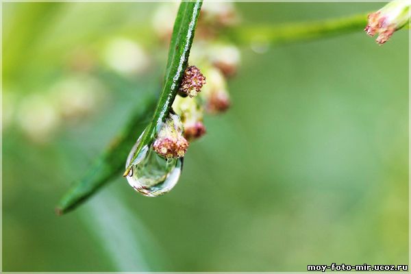 Капля воды на цветке макро