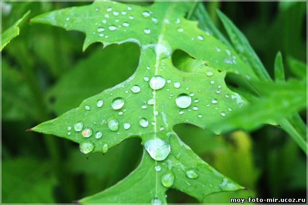 Капельки воды на листе молочая