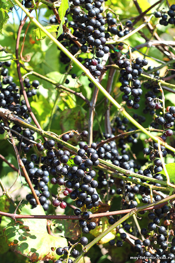 Приморский виноград Альфа